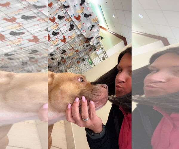 Medium Photo #9 American Pit Bull Terrier-Unknown Mix Puppy For Sale in Virginia Beach, VA, USA