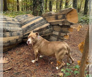 American Staffordshire Terrier-Unknown Mix Dogs for adoption in Raleigh, NC, USA