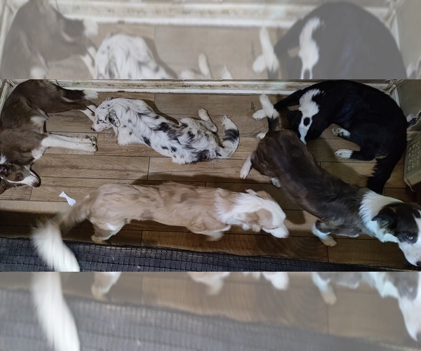 Medium Photo #1 Border Collie Puppy For Sale in GALLATIN, TN, USA