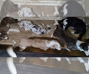 Border Collie Litter for sale in GALLATIN, TN, USA