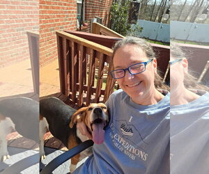 Mutt Dogs for adoption in Thomasville, NC, USA