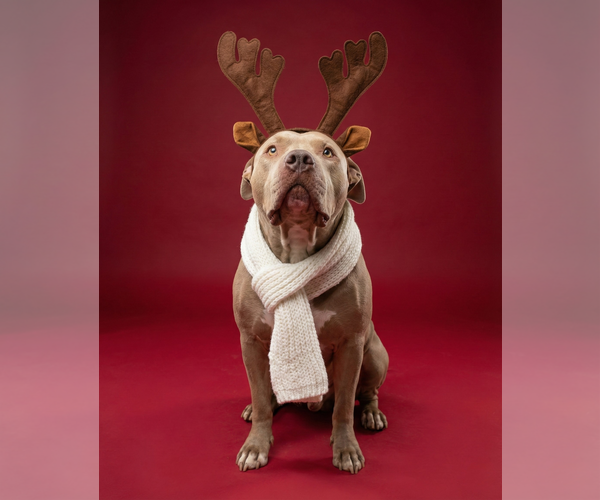 Medium Photo #1 American Pit Bull Terrier-Unknown Mix Puppy For Sale in Chandler, AZ, USA