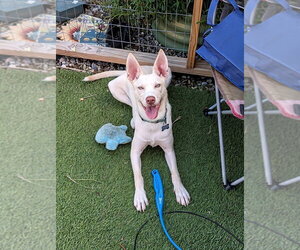 Siberian Husky-Unknown Mix Dogs for adoption in Springdale, PA, USA