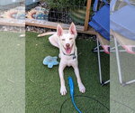 Hugo - Male Siberian Husky-Unknown Mix Dog for Adoption - Small photo