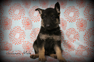 German Shepherd Dog Puppy for sale in DUENWEG, MO, USA