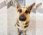 Small #1 German Shepherd Dog