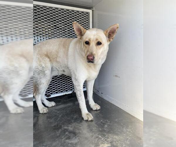 Medium Photo #1 Labrador Retriever Puppy For Sale in Bakersfield, CA, USA