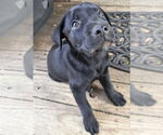 Small #1 Labrador Retriever Mix
