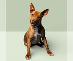Small #1 Pharaoh Hound