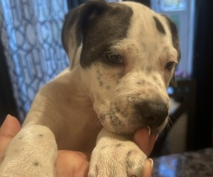American Bully-American French Bull Terrier Mix Puppy for sale in SPRINGFIELD, VA, USA