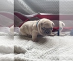 Small Photo #4 French Bulldog Puppy For Sale in RICHLAND, IA, USA