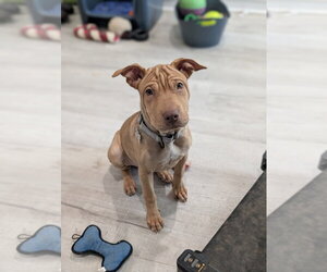 Pudge Rolls - Female Mutt Dog for Adoption - Photo #5