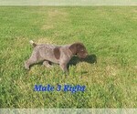 Puppy Male 3 German Shorthaired Pointer