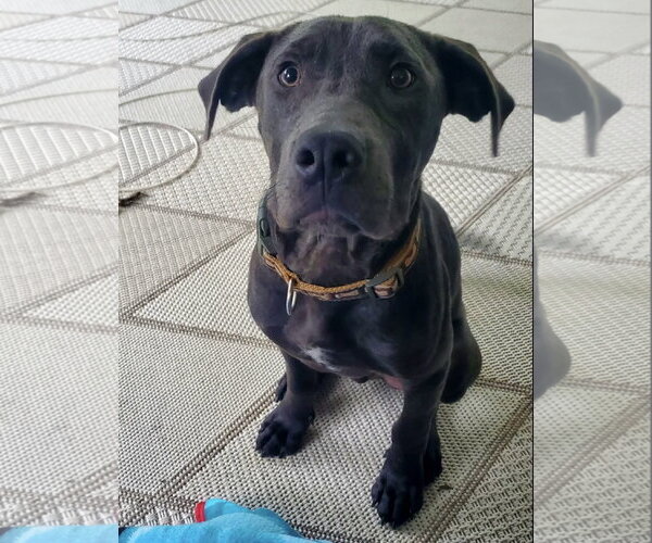 Medium Photo #2 Labrador Retriever-Unknown Mix Puppy For Sale in Germantown, OH, USA
