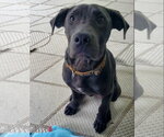 Small #1 Labrador Retriever Mix