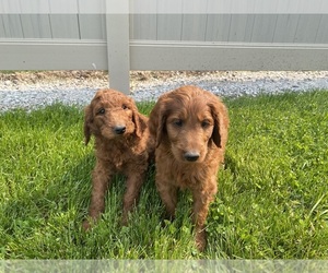 Goldendoodle Puppy for sale in DECATUR, MI, USA