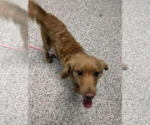 Colonial Cocker Spaniel-Eurasier Mix Dogs for adoption in Front Royal, VA, USA