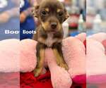 Small Chihuahua Mix