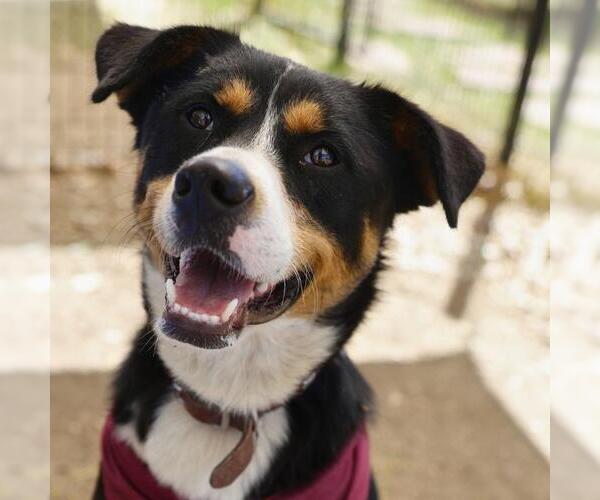 Medium Photo #1 Bernese Mountain Dog-Unknown Mix Puppy For Sale in San Antonio, TX, USA
