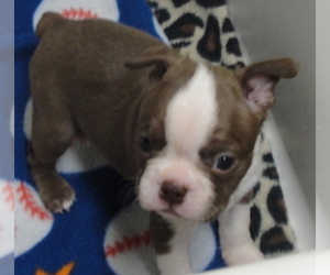 Boston Terrier Puppy for sale in CRKD RVR RNCH, OR, USA