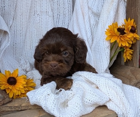 Medium Photo #7 Cock-A-Poo Puppy For Sale in GOSHEN, IN, USA