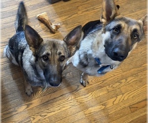 German Shepherd Dog Dogs for adoption in HARRISONVILLE, MO, USA