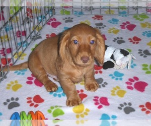 Dachshund Puppy for sale in ORO VALLEY, AZ, USA