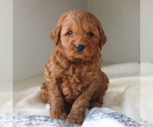Goldendoodle-Poodle (Miniature) Mix Puppy for sale in CHRISTIANA, PA, USA