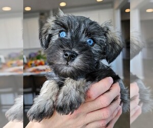 Schnauzer (Miniature) Puppy for sale in AURORA, CO, USA