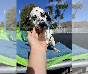Dalmatian Puppy for sale in PORT SAINT LUCIE, FL, USA