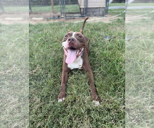 Medium American Pit Bull Terrier Mix