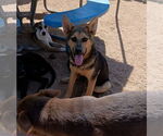Small #3 Australian Kelpie