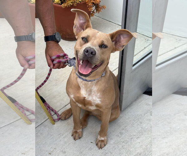 Medium Photo #12 American Staffordshire Terrier-Labrador Retriever Mix Puppy For Sale in Newport Beach, CA, USA