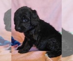 Small Photo #26 Bernedoodle Puppy For Sale in COOLIDGE, AZ, USA