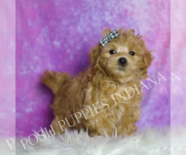 Medium Photo #5 Maltipoo (Miniature) Puppy For Sale in WARSAW, IN, USA