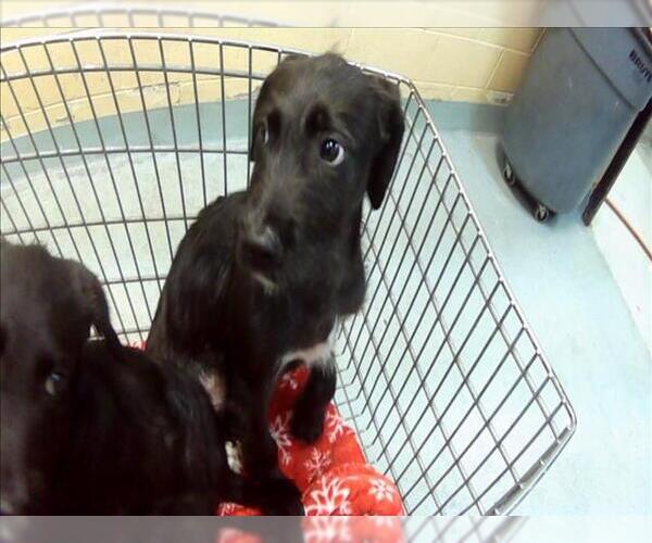 Medium Photo #1 Mutt Puppy For Sale in Tulsa, OK, USA