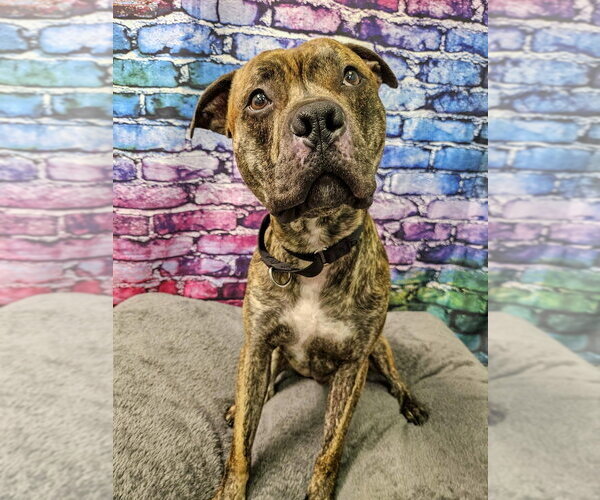 Medium Photo #2 Mutt Puppy For Sale in Gloversville, NY, USA