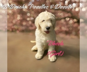 Goldendoodle Puppy for Sale in SAINT CLOUD, Minnesota USA