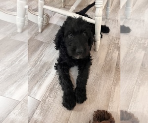 Labradoodle Puppy for sale in TOMBALL, TX, USA