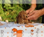 Small #4 Poodle (Toy)