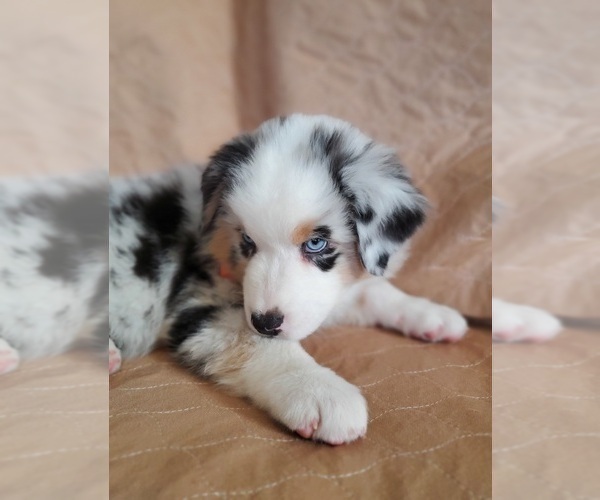 Medium Photo #5 Australian Shepherd Puppy For Sale in PHOENIX, AZ, USA