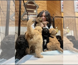 Goldendoodle Litter for sale in SEAGROVE, NC, USA