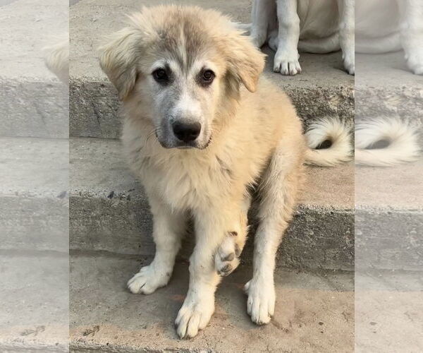 Medium Photo #9 Great Pyrenees Puppy For Sale in Sandy, UT, USA