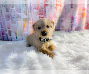 Morkie Puppy for sale in KINSTON, NC, USA