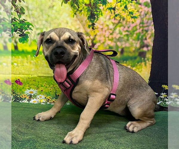 Medium Photo #4 American Pit Bull Terrier-Unknown Mix Puppy For Sale in Wetumpka, AL, USA