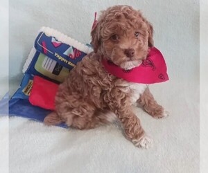 Poodle (Miniature) Puppy for sale in SOUTHGATE, MI, USA