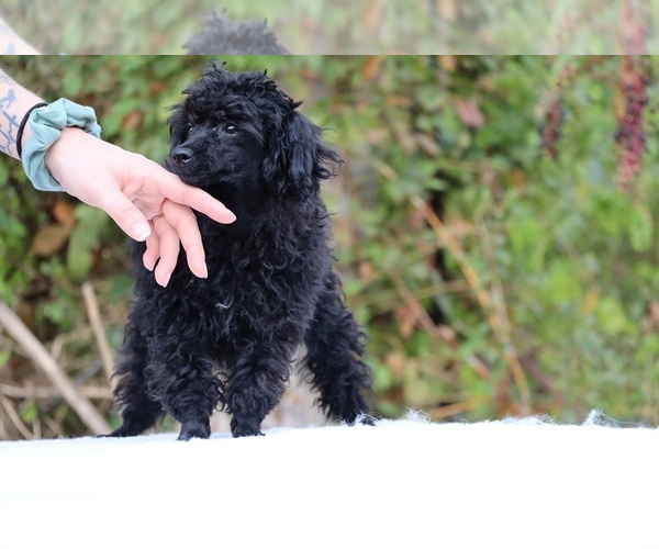 Medium Photo #35 Poodle (Toy) Puppy For Sale in DYERSBURG, TN, USA