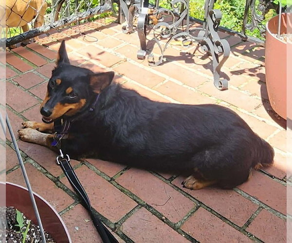 Medium Photo #2 Dachshund-Unknown Mix Puppy For Sale in East Derry, NH, USA