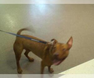 American Pit Bull Terrier Dogs for adoption in Louisville, KY, USA