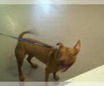 Small American Pit Bull Terrier